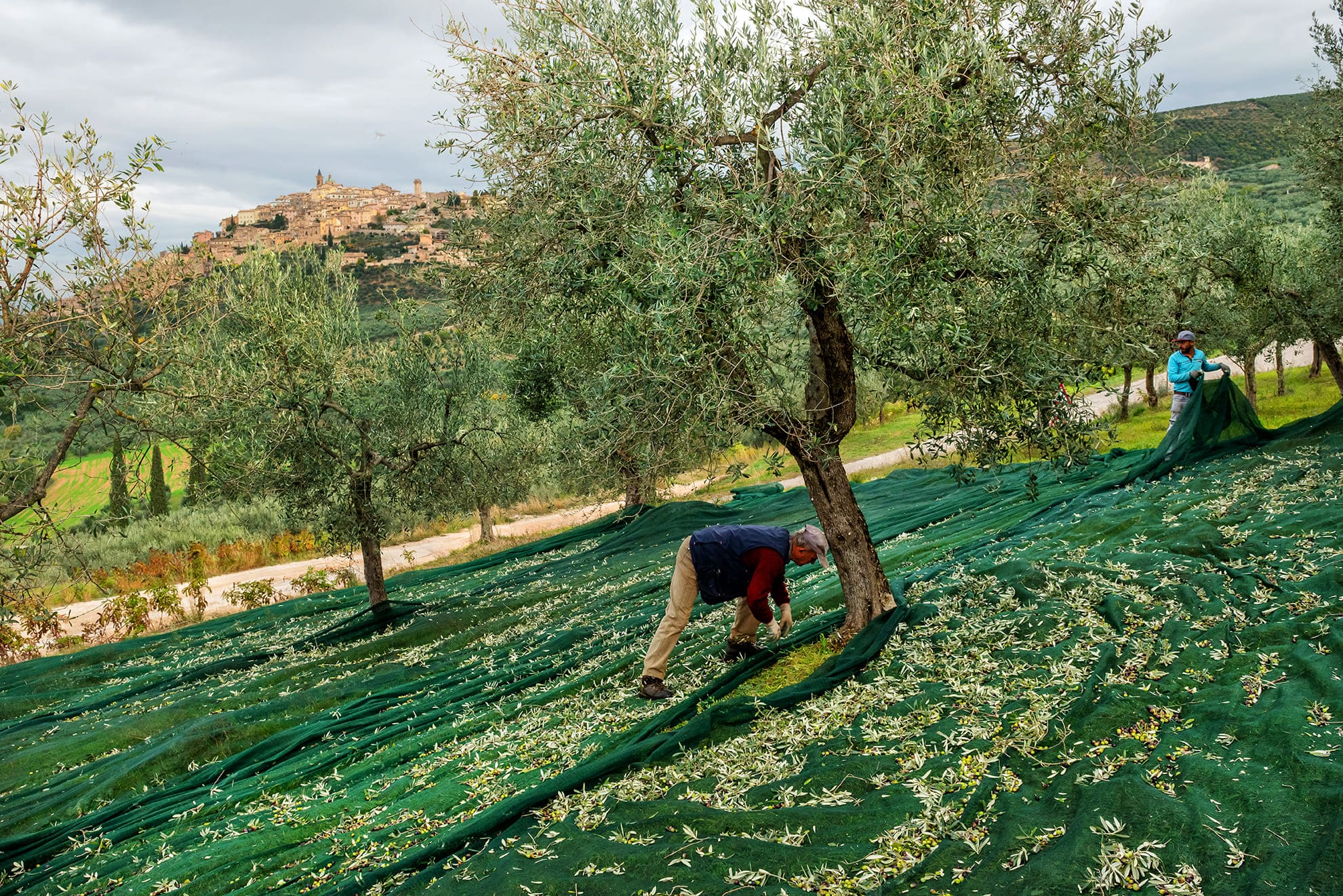 Frantoi Aperti Umbria: celebramos juntos o ouro verde da Úmbria